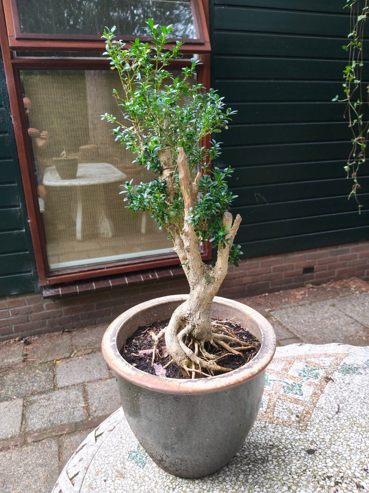 Buxus Bonsai Starter met Mooie Voet, Ophalen