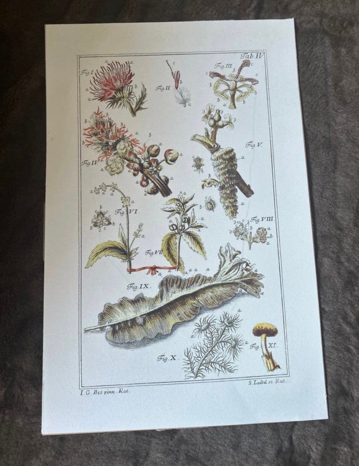 Botanische wanddecoratie op canvas – vintage stijl, Schilderij, Meerkleurig, Ophalen of Verzenden, Zo goed als nieuw