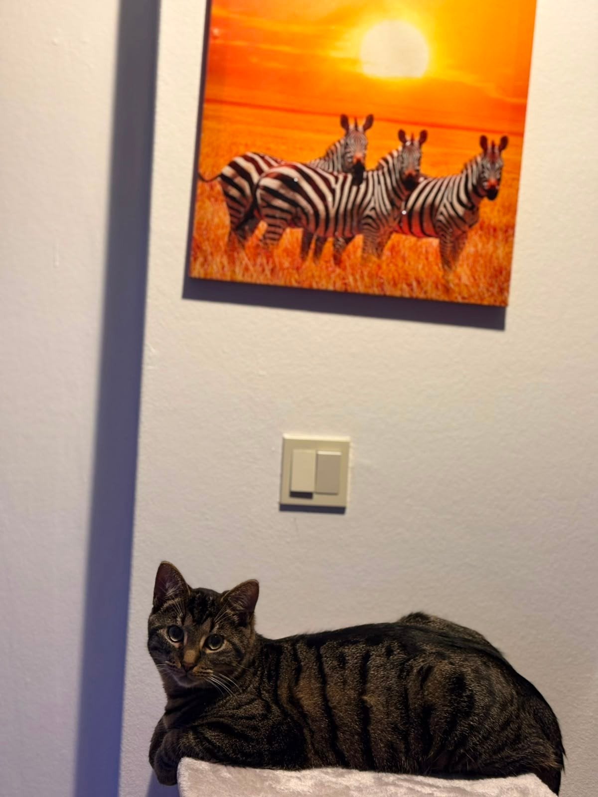 Nog 1 poes en nog 1 kat., Dieren en Toebehoren, Katten en Kittens | Overige Katten, Poes, Langharig