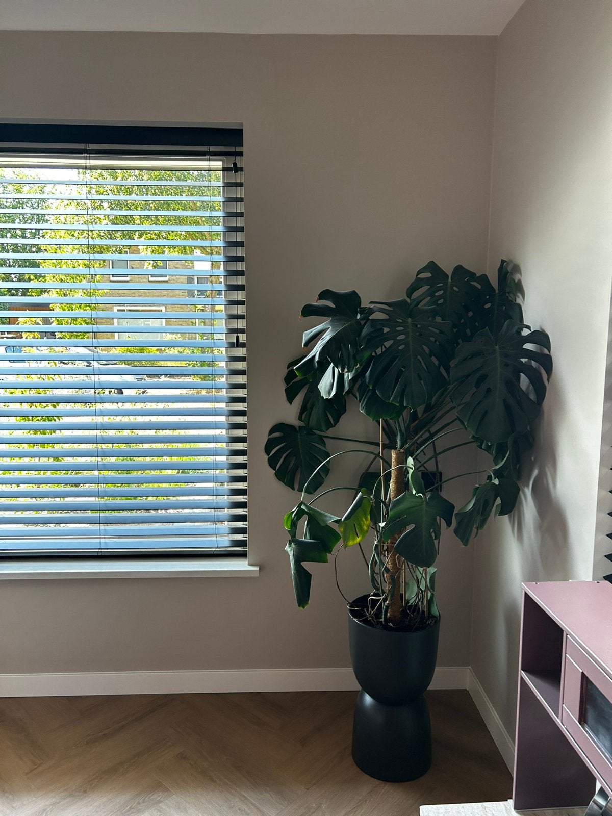 Monstera plant, Ophalen, Zo goed als nieuw