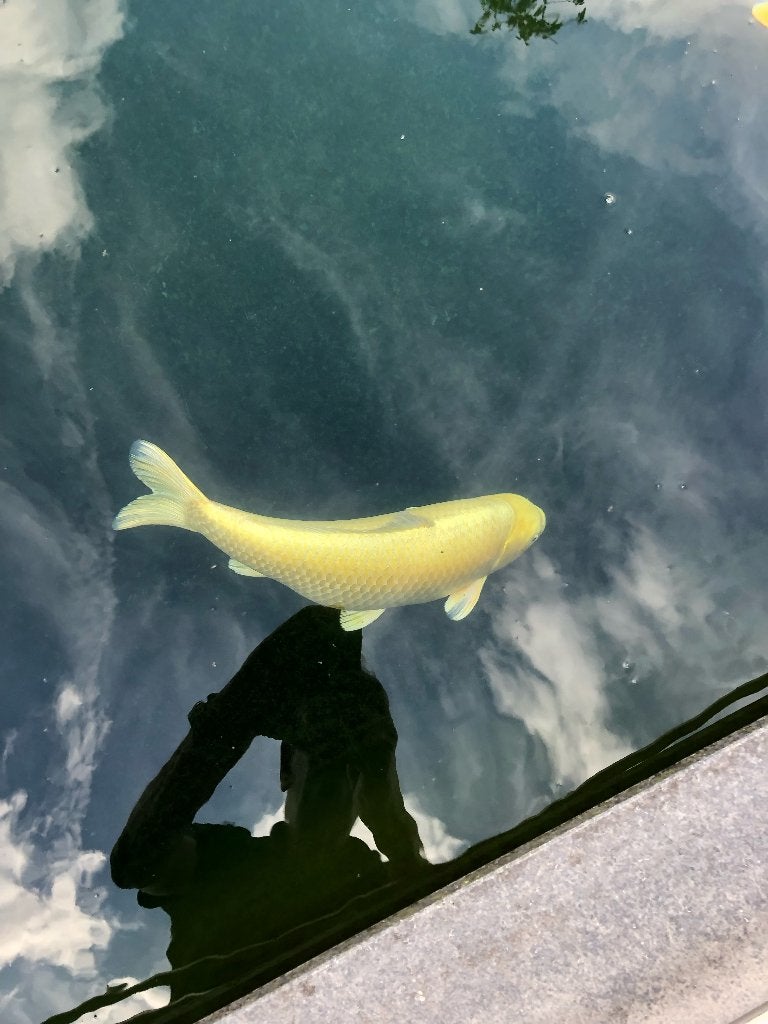 Yamabuki koi 65 cm Izumiya Koi Farm, Karper of Koi