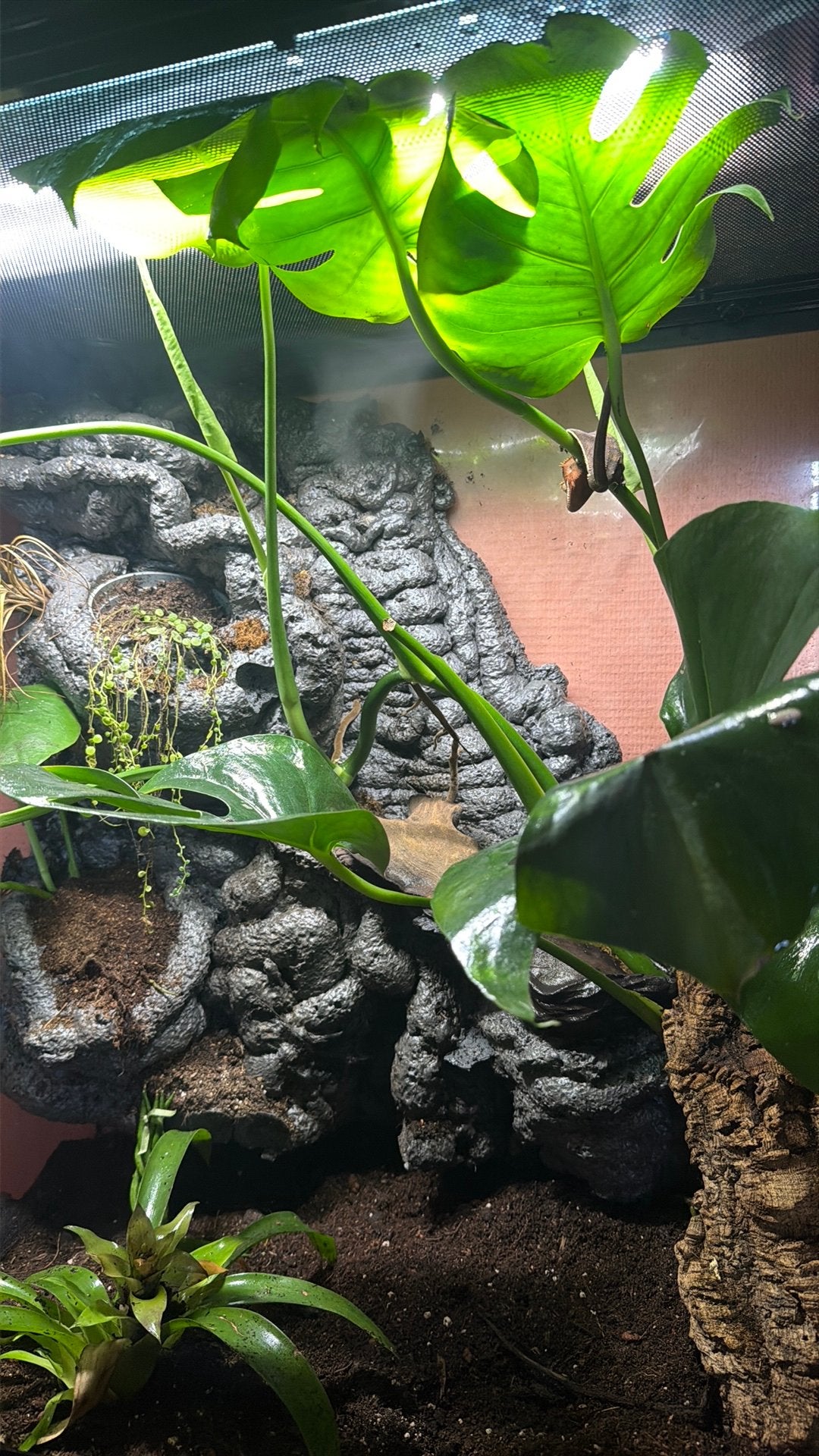 Wimpergekko + terrarium zoekt liefdevol huis, Hagedis, 0 tot 2 jaar