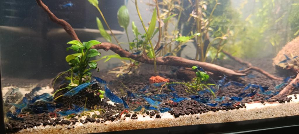 Zoetwater garnalen, neocaridina, Dieren en Toebehoren, Vissen | Aquariumvissen, Kreeft, Krab of Garnaal, Zoetwatervis