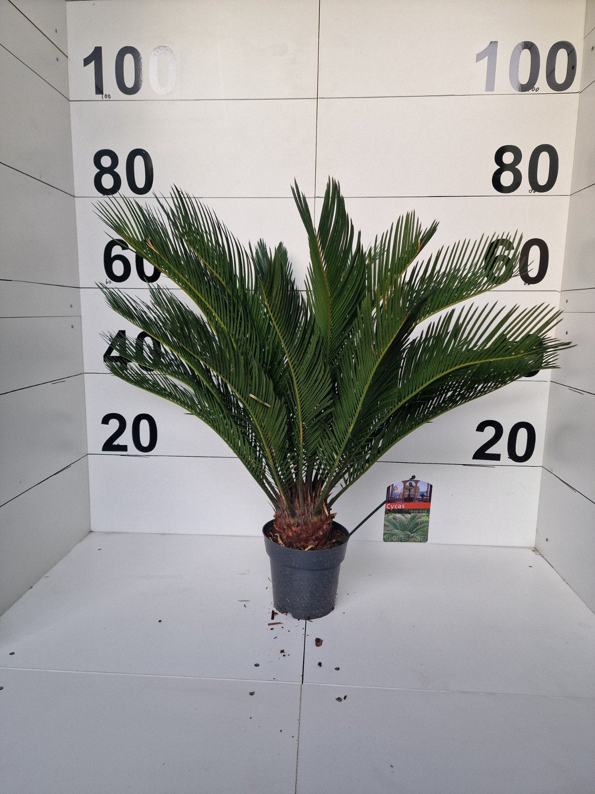 Cycas Revoluta - Japanse Sagopalm, Vaste plant, Bloeit niet, Halfschaduw, Ophalen