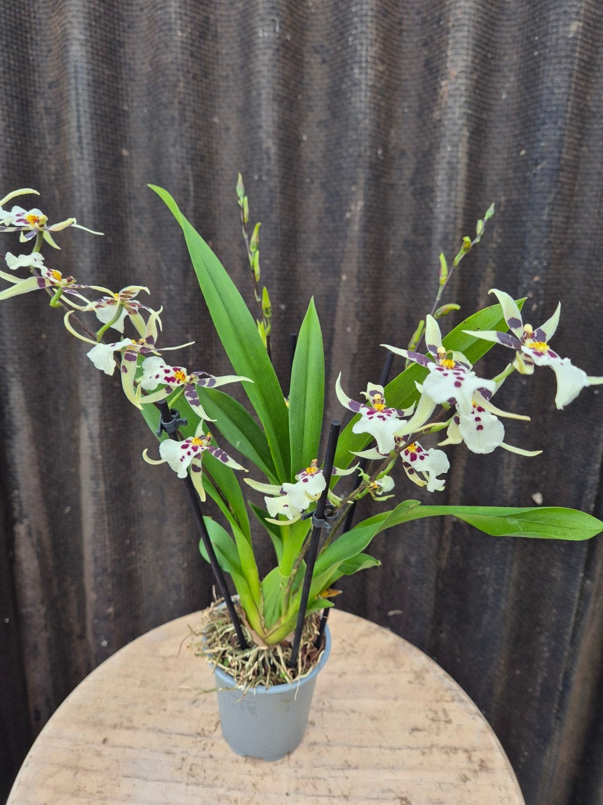 Orchidee p9 (4), Ophalen of Verzenden, Halfschaduw, Minder dan 100 cm
