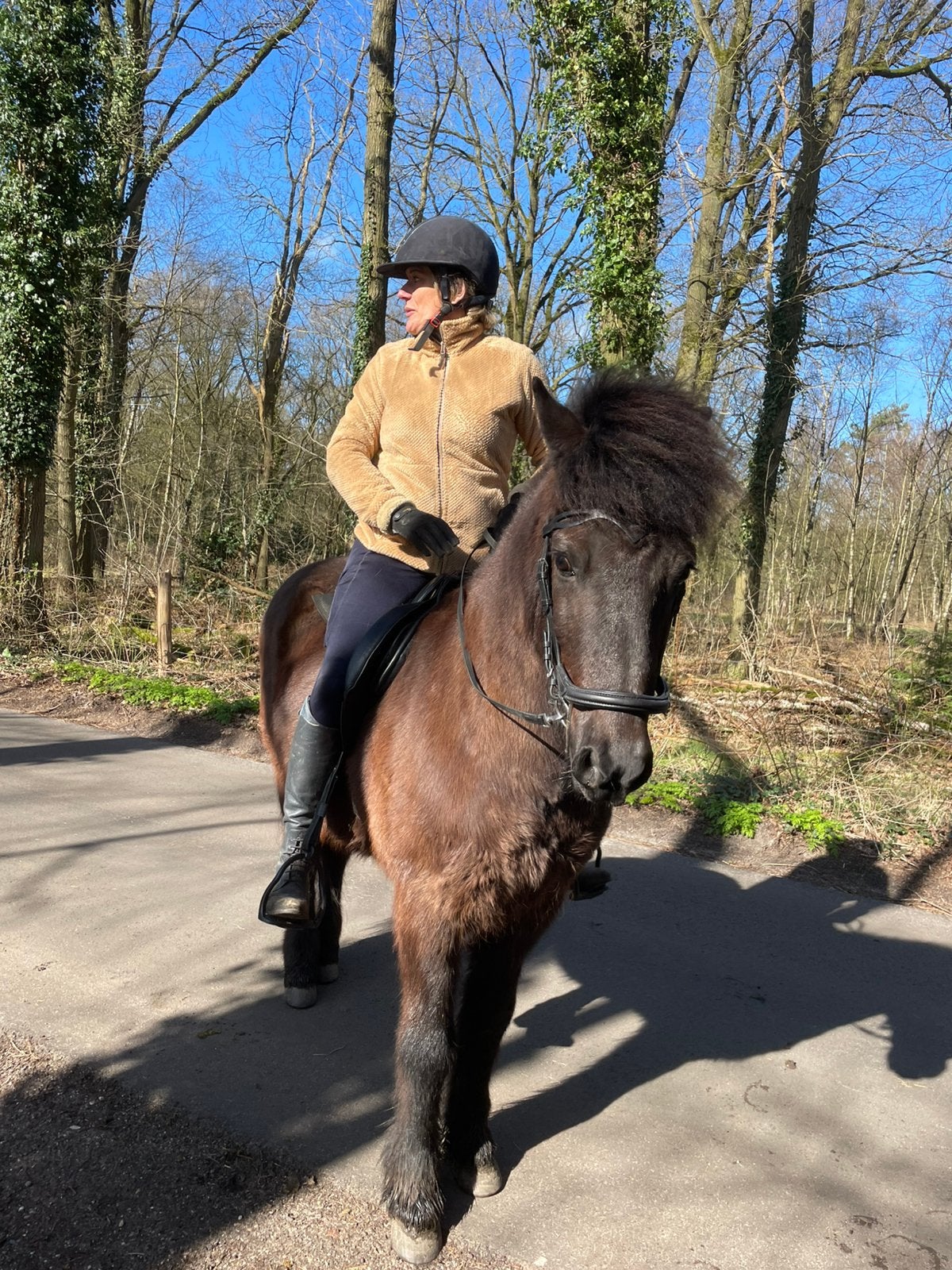 Bomproef Ijslands paard te koop, Minder dan 160 cm, Met stamboom, Ruin, Niet van toepassing