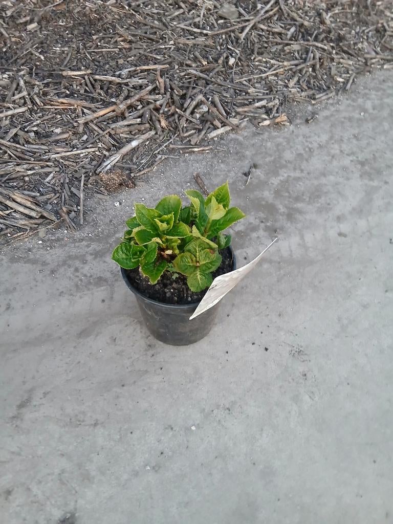 Hortensia, Ophalen, Vaste plant, Overige soorten, Halfschaduw