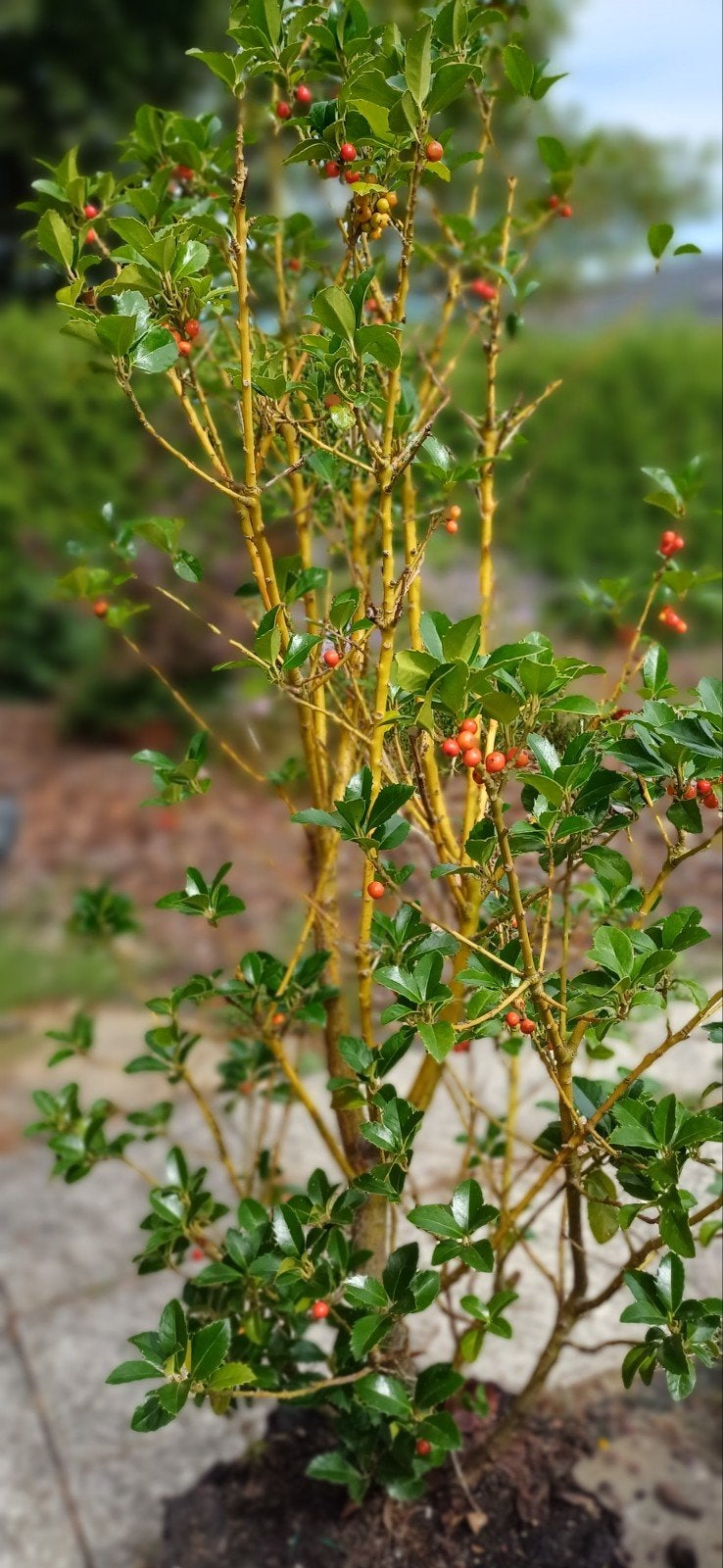 Hulst (Ilex) 2x met rode bessen - Winterharde sierstruik, Ophalen, 100 tot 250 cm