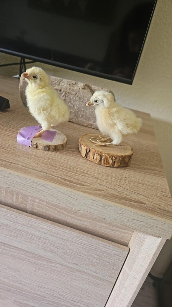 Gezocht: kleine vogeltjes, Meerdere dieren, Parkiet