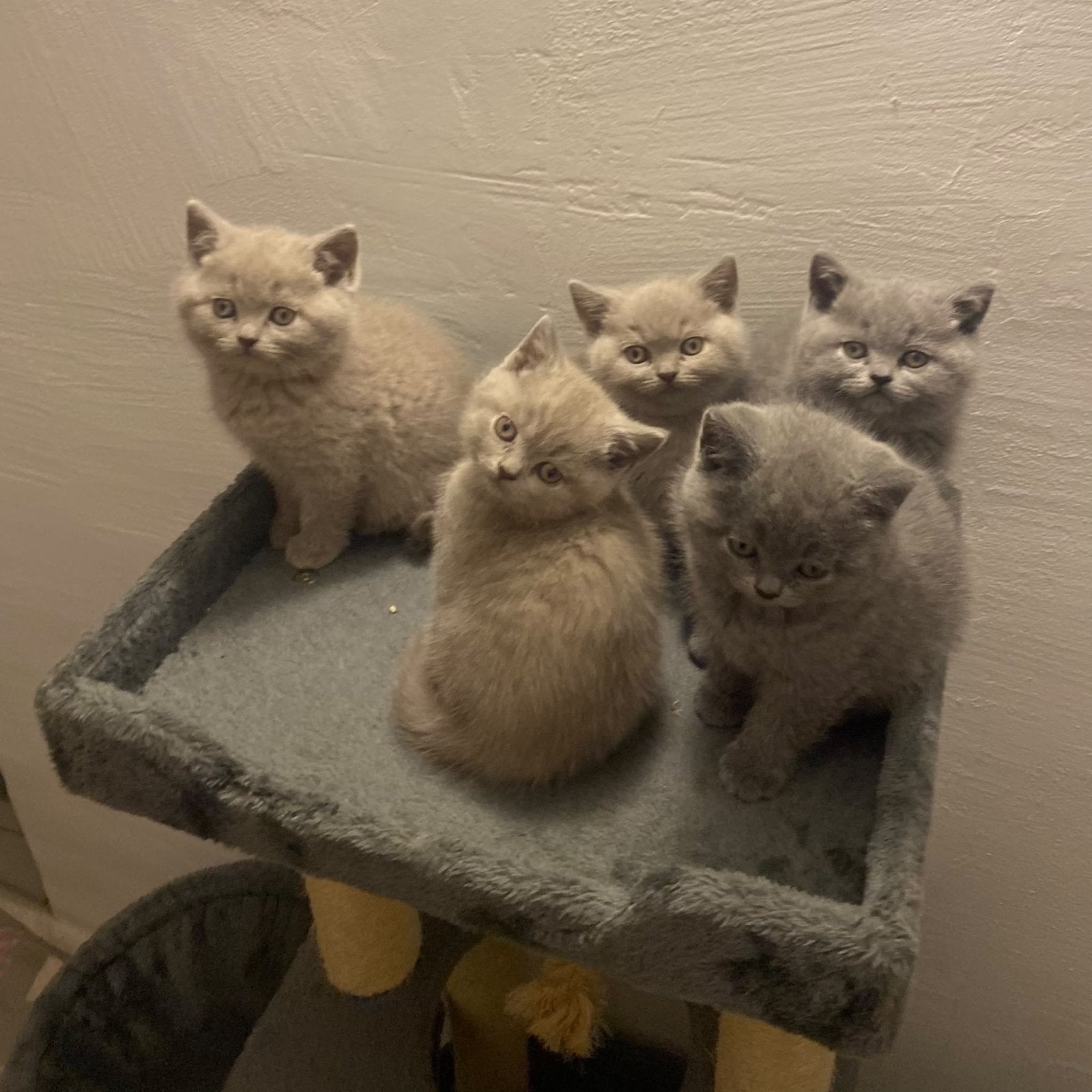 BKH Britse korthaar Kittens 2 blue und 3 lilac, Meerdere dieren, Kortharig, 0 tot 2 jaar