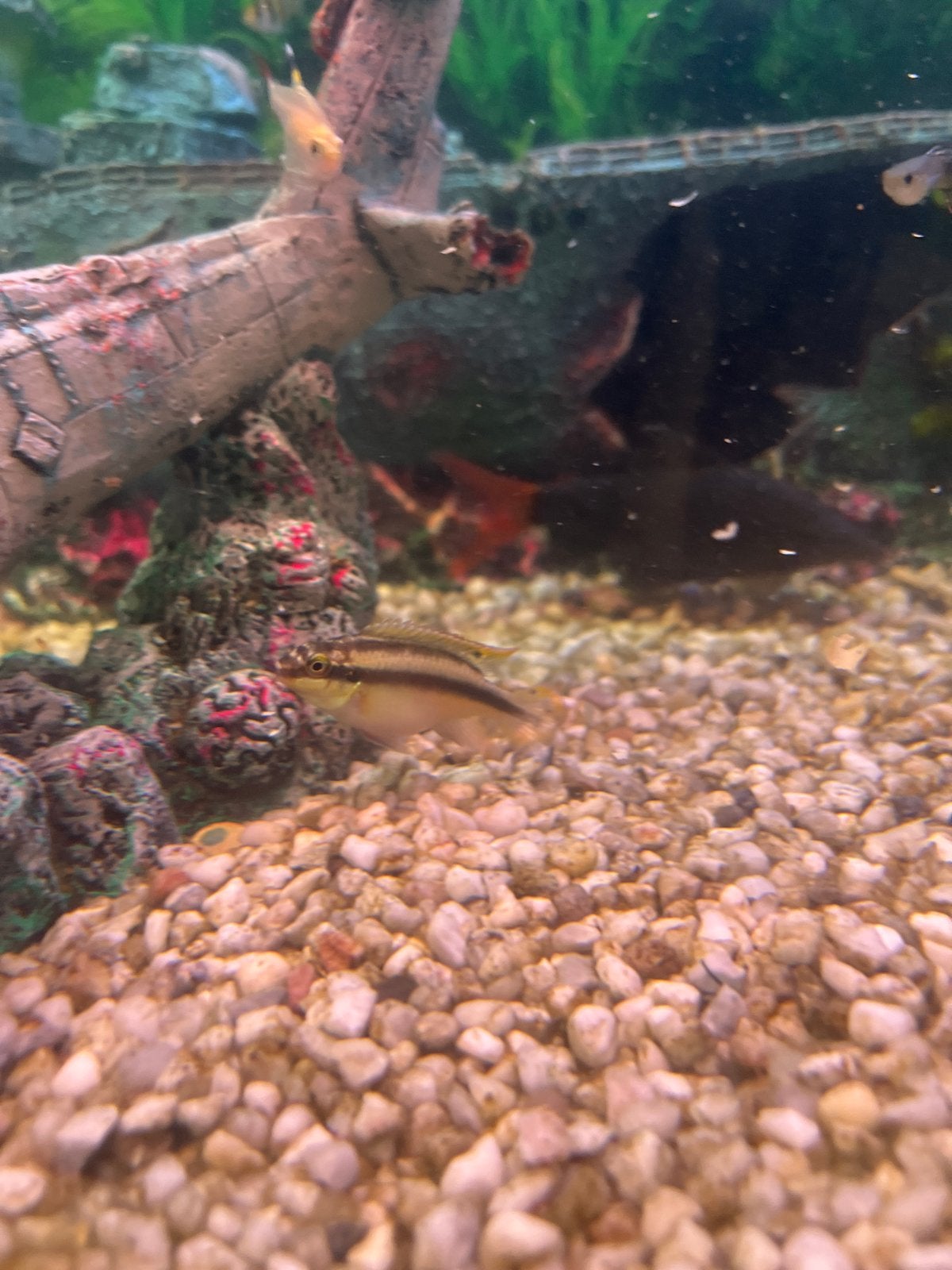 Aquarium vissen kersenbuik  chiclide 3 stuks mannentjes, Dieren en Toebehoren, Vissen | Aquariumvissen, Vis