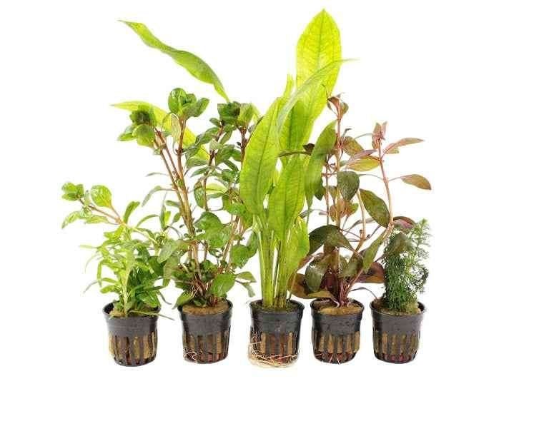 Achterzone Aquariumplanten Mix – Aquariumplanten Pakket, Inclusief planten, Plant(en), Steen of Hout, Nieuw, Overige merken