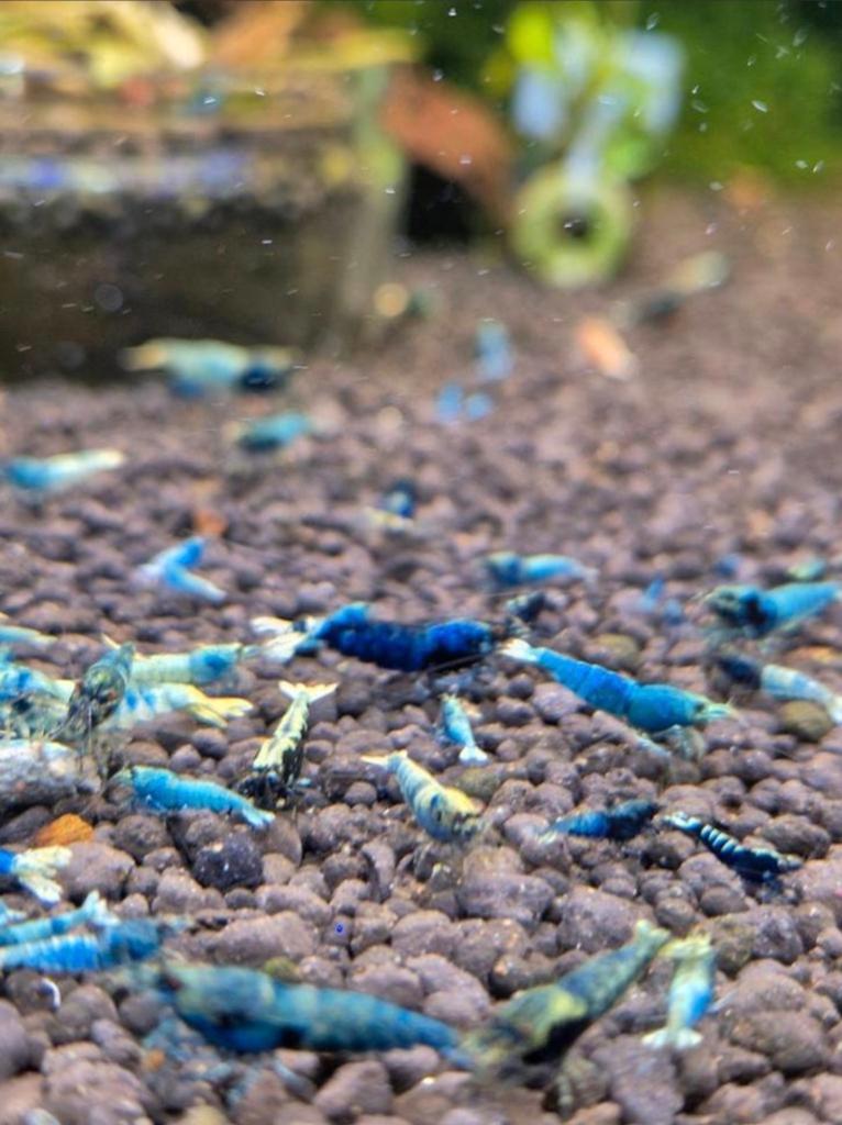 Foto 21 van Skittles caridina garnalen bezorging mix 10+5 gratis!