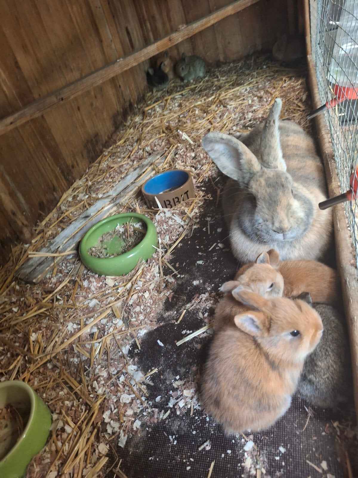 konijntjes te koop! Middenslag Rijnlander x kleine dwerg tan, Dieren en Toebehoren, Konijnen, Geslacht onbekend, Dwerg, 0 tot 2 jaar