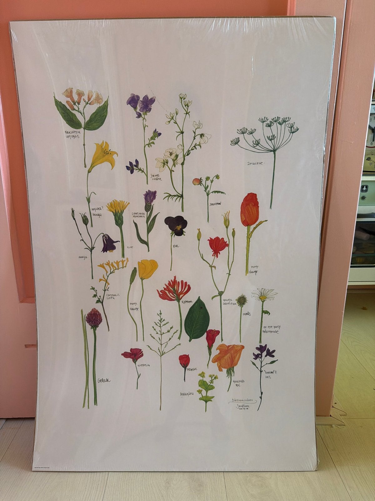 Nieuwe botanische bloemen poster 60x90cm, Ophalen, Nieuw, Foto of Poster, 75 cm of meer
