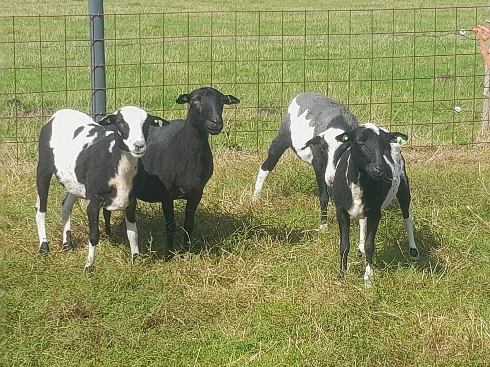 mooie jonge bonte ooien, Dieren en Toebehoren, Schapen, Geiten en Varkens, Vrouwelijk, Schaap, 0 tot 2 jaar
