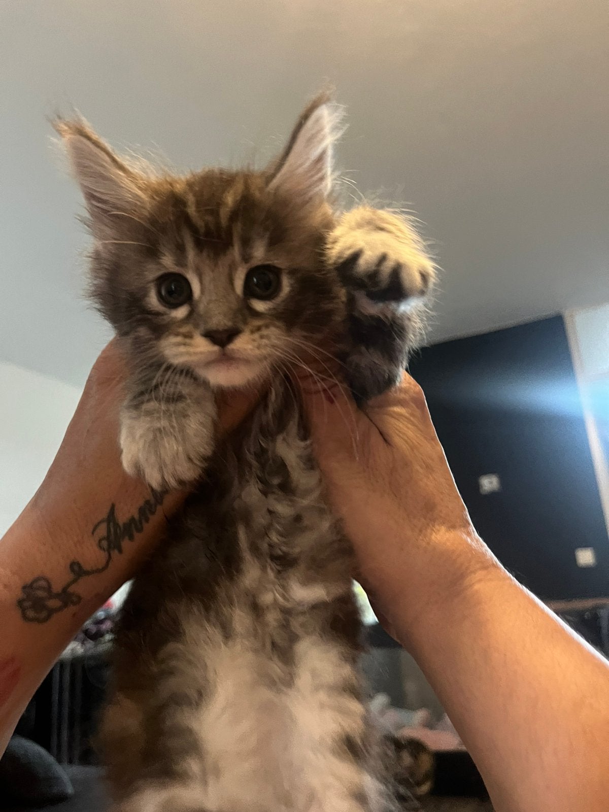 Mooie Russische lijn mainecoon poesjes te koop, Poes