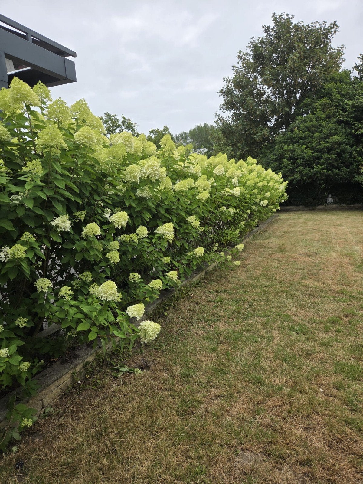 pluimhortensia / haagplanten 180 cm / gratis 15 stuks, Tuin en Terras, Ophalen of Verzenden, Overige soorten, Minder dan 100 cm