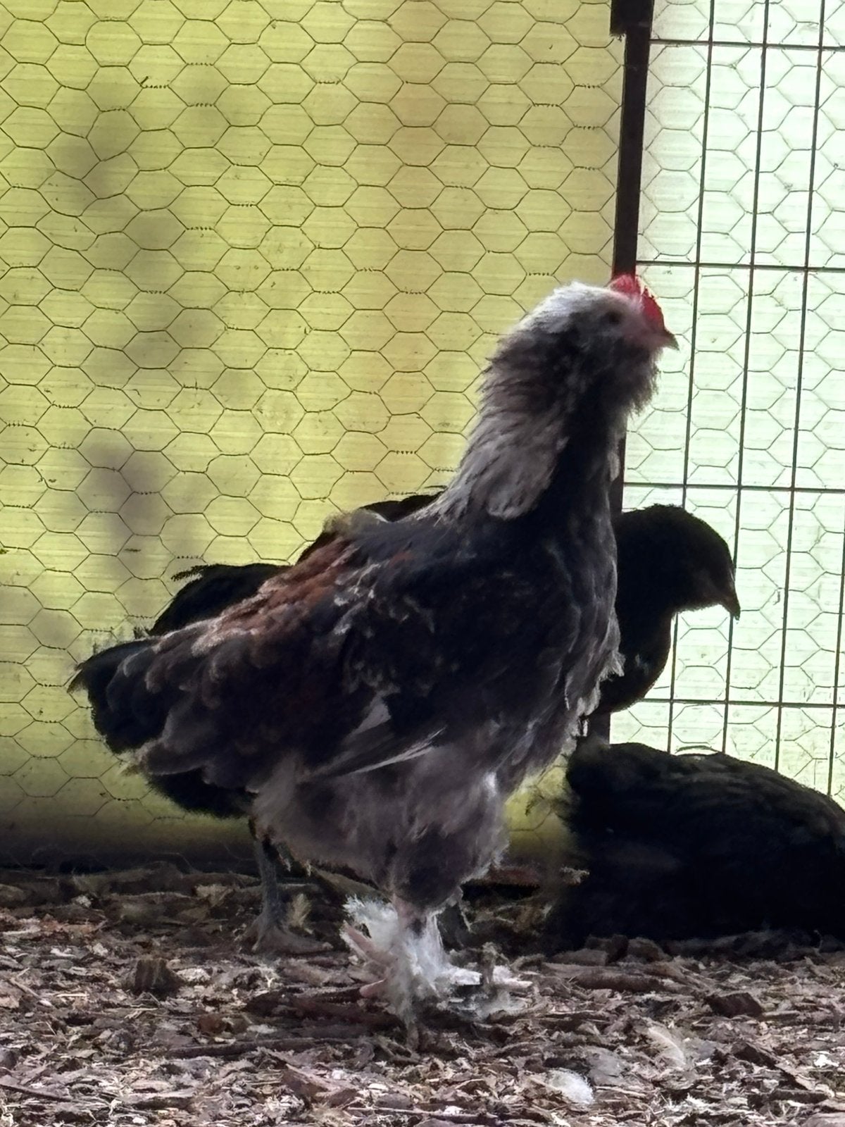 Duitse faverolles haan te koop, Dieren en Toebehoren, Pluimvee, Mannelijk, Kip
