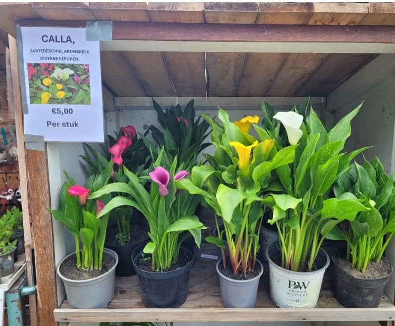 zantedeschia, calla, aronskelk planten, Tuin en Terras, Planten | Tuinplanten, Vaste plant, Overige soorten, Volle zon, Zomer