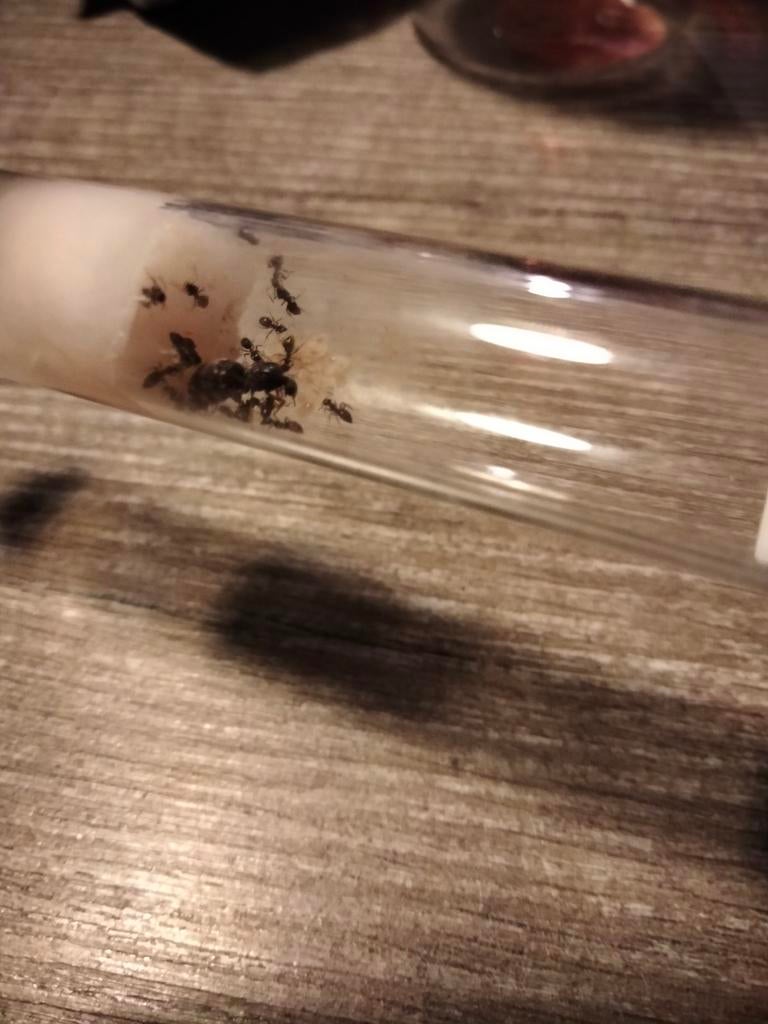 Lasius Niger mierenkolonie, Mieren