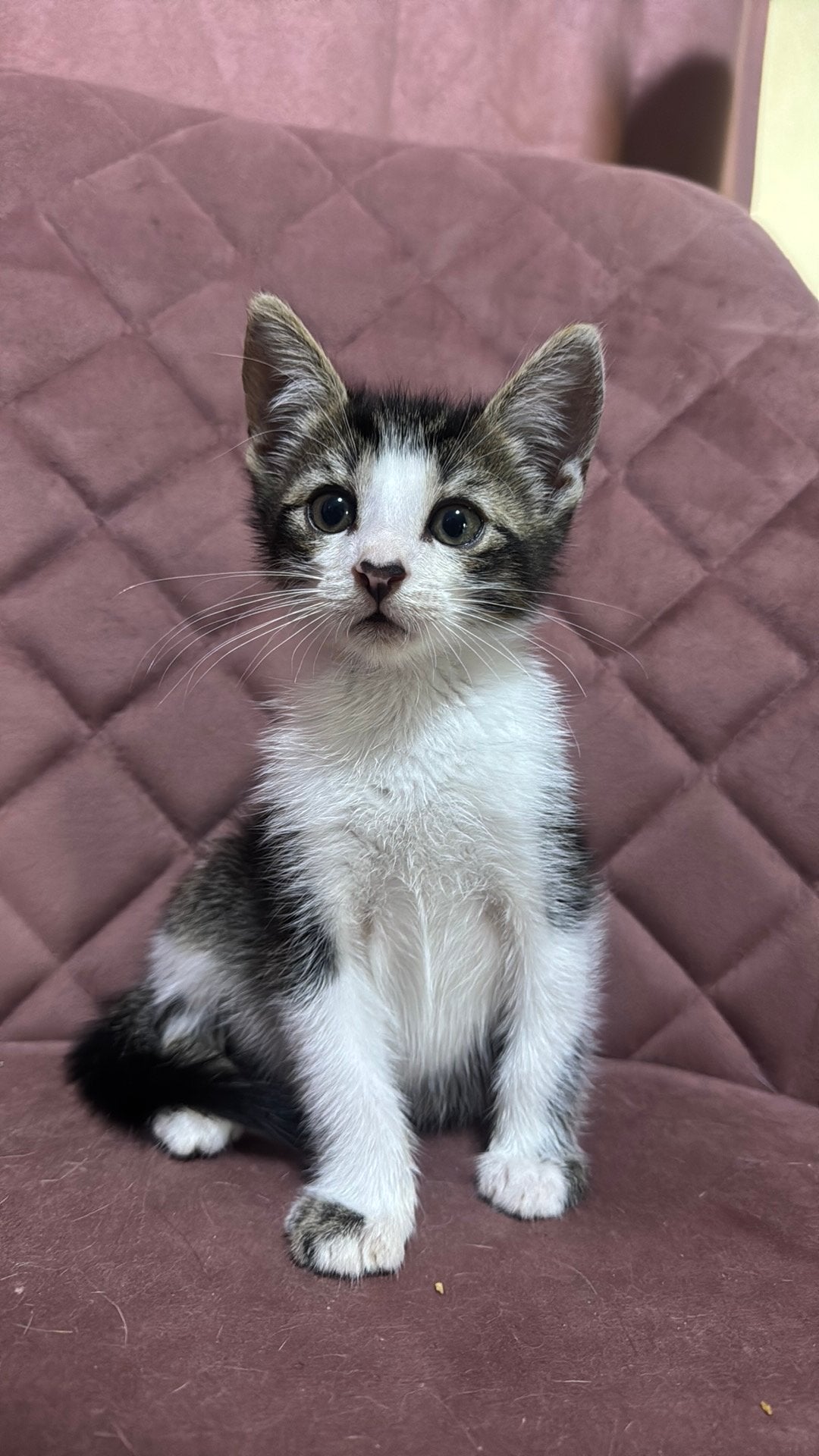 2 broertjes   02-05-26 mogen mee, Dieren en Toebehoren, Poes, Ontwormd