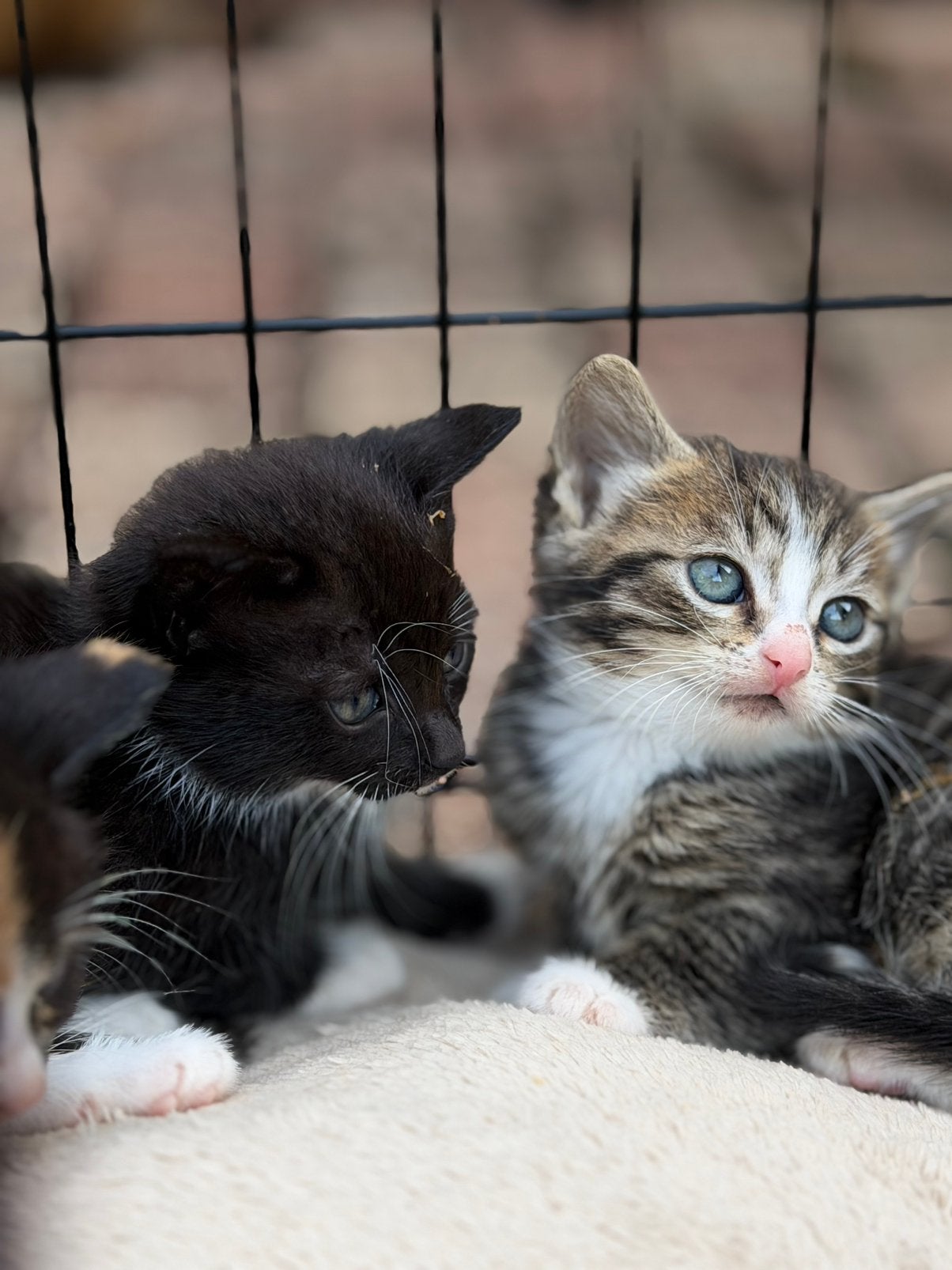 Kittens, Meerdere dieren