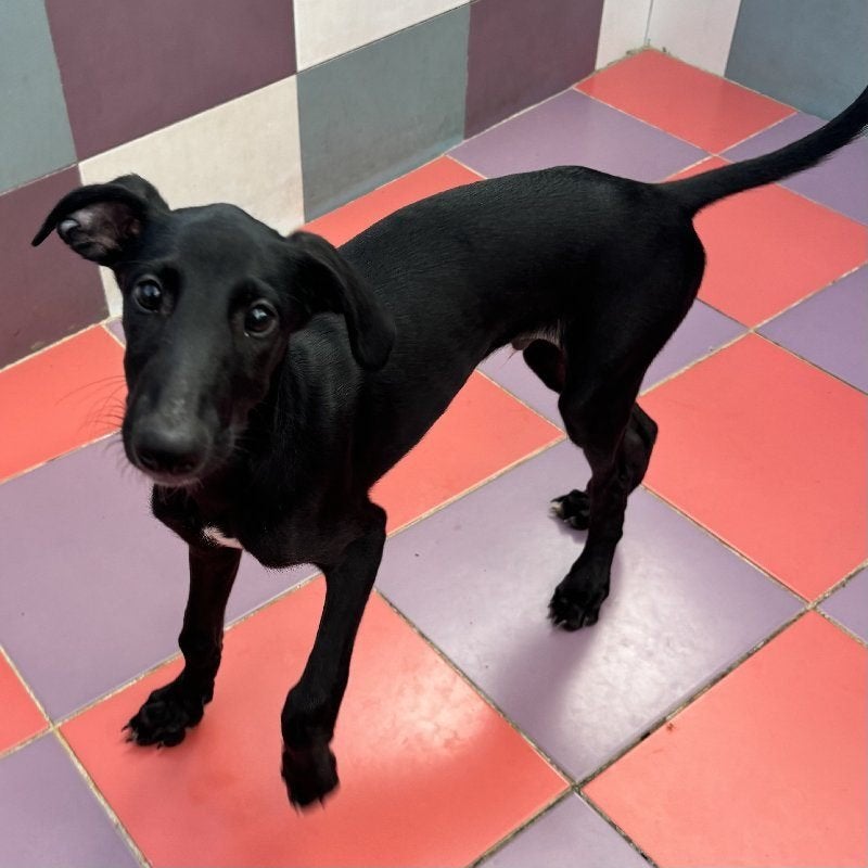 ACE: Valenciano is een toffe pup met een open karaktertje, Particulier, Reu, Buitenland, Eén hond
