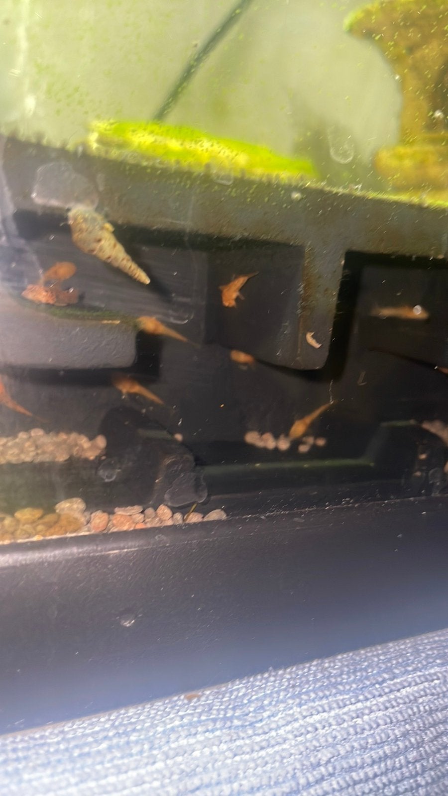 Oranje ancistrus algeneters, Vis