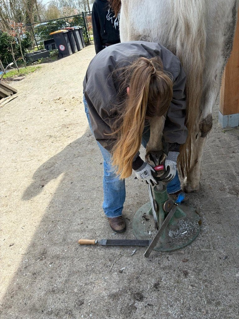Natuurlijk Bekapster - Groningen - Noord Drenthe, Dieren en Toebehoren, Ophalen of Verzenden, Nieuw