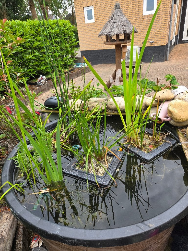 Gezocht medaka/rijstvis, Karper of Koi