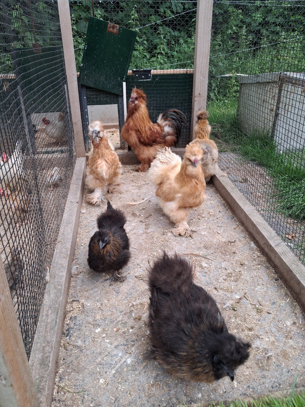 Zijdehoender kippen, Dieren en Toebehoren, Meerdere dieren, Kip