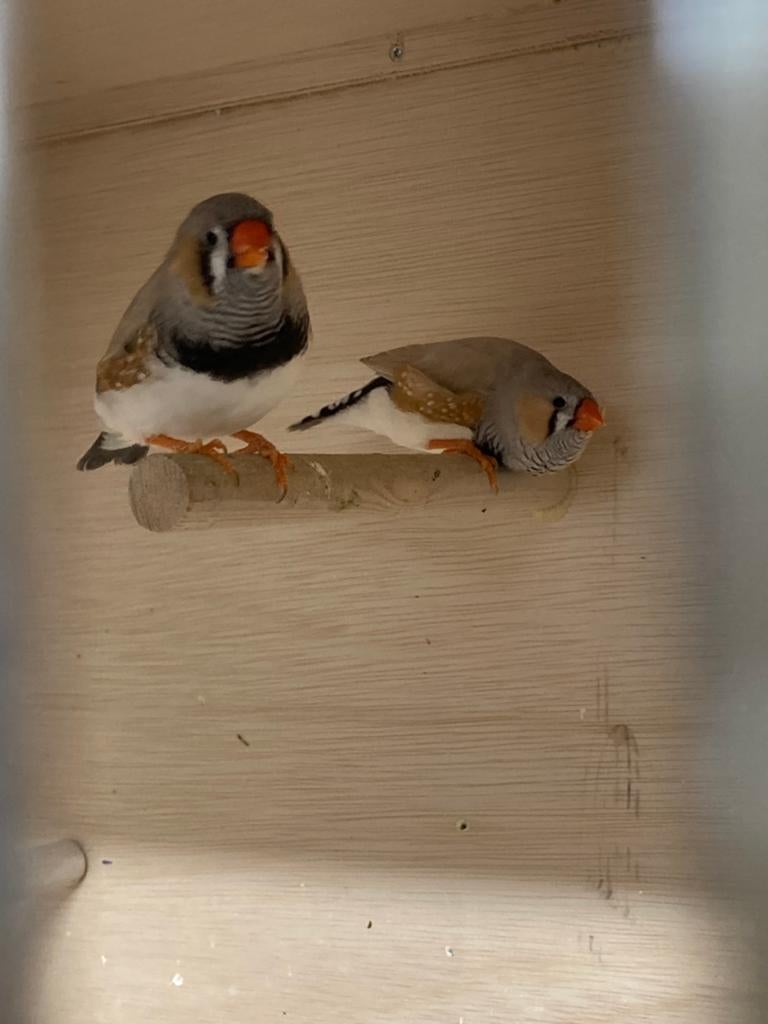 Zebravinken, Dieren en Toebehoren, Mannelijk