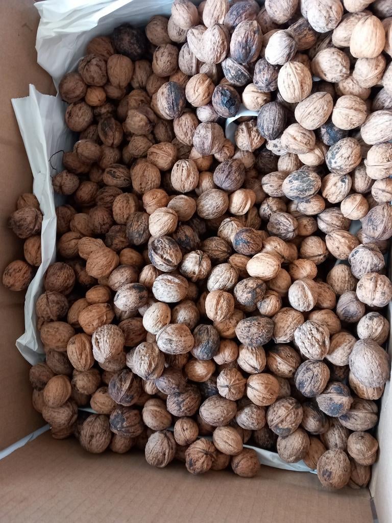 biologische walnoten kilo €5,-, Ophalen of Verzenden