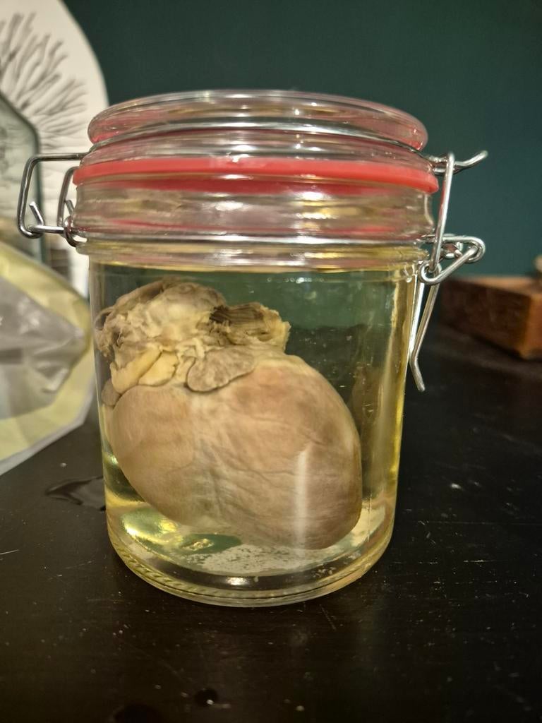 Te koop: vossen hart op sterk water, Ophalen of Verzenden