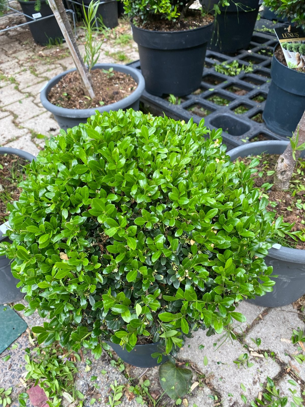 Ilex Crenata Bollen - Japanse Hulst, Vaste plant, Bloeit niet, Halfschaduw, Ophalen