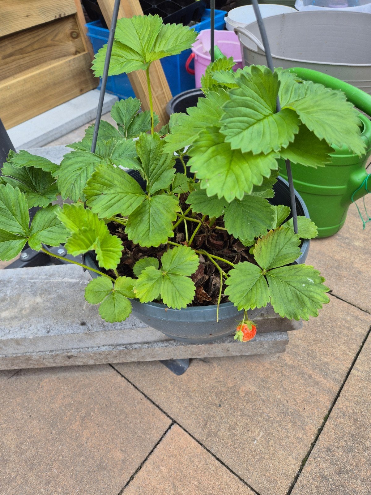 Bio aardbeienplant - heerlijke aardbeien uit eigen tuin, Tuin en Terras, Planten | Tuinplanten, Ophalen of Verzenden, Volle zon