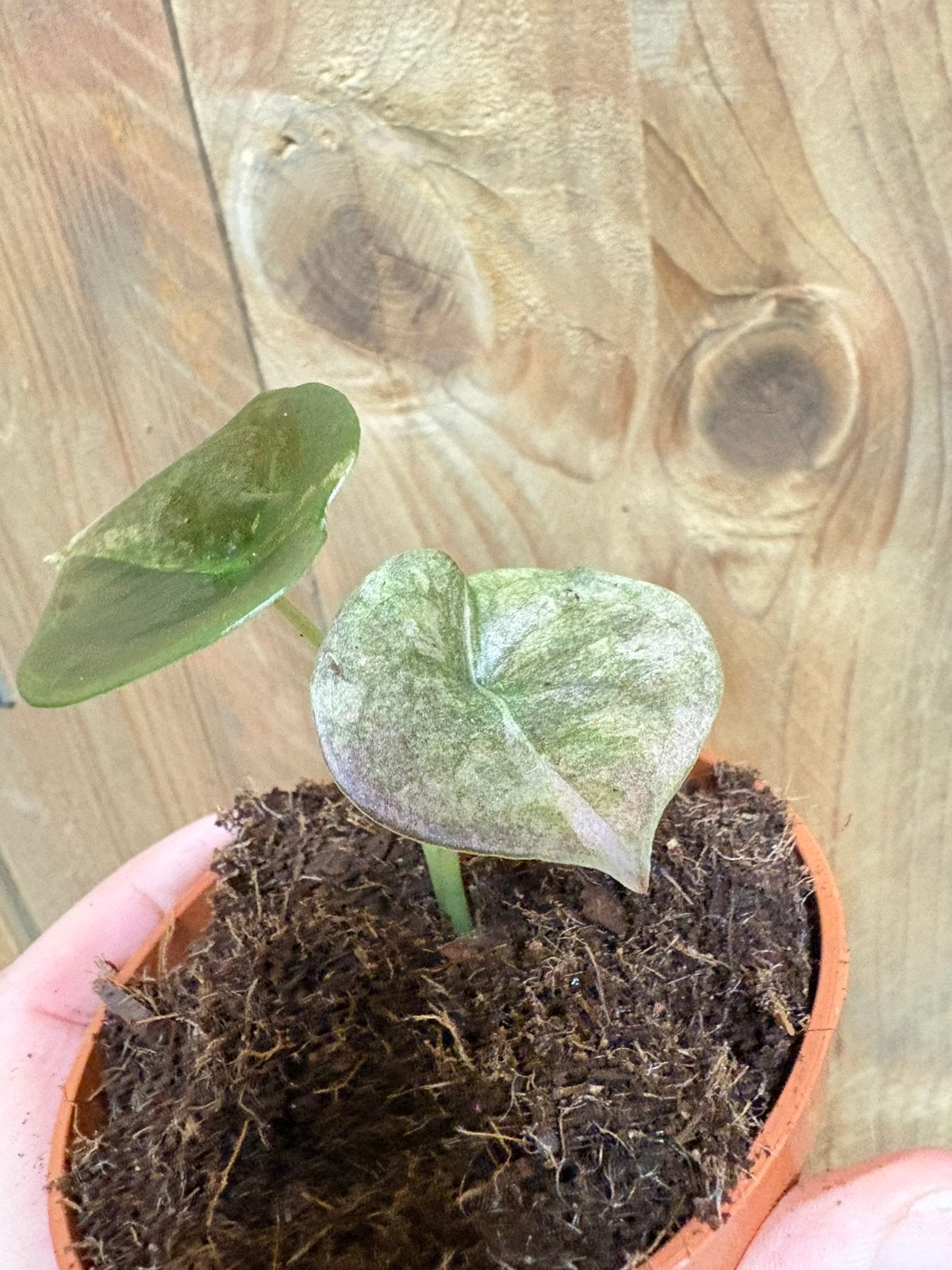 Alocasia cuprea red secret plant variegata pink roze mint, Ophalen of Verzenden, Halfschaduw, Minder dan 100 cm
