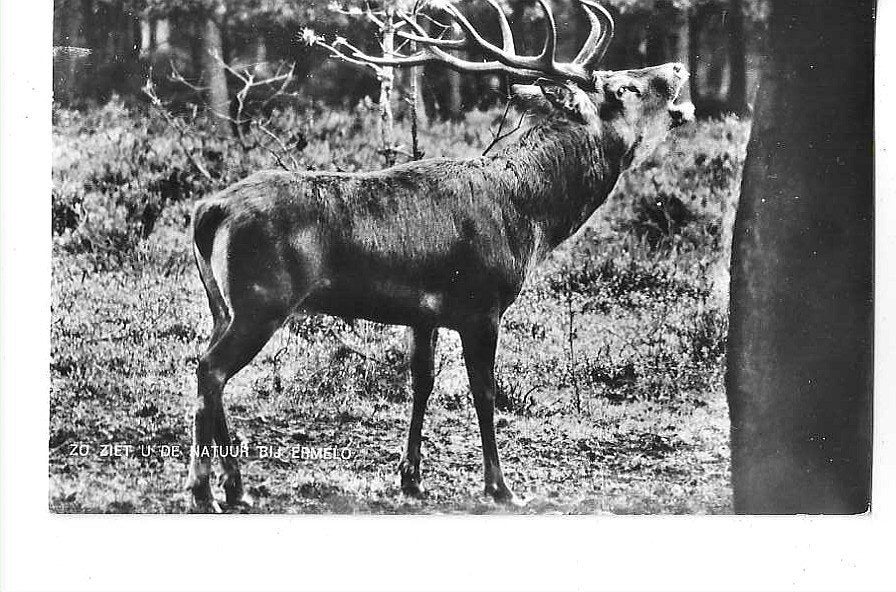 Ermelo, Ophalen of Verzenden, 1940 tot 1960, Ongelopen, Gelderland