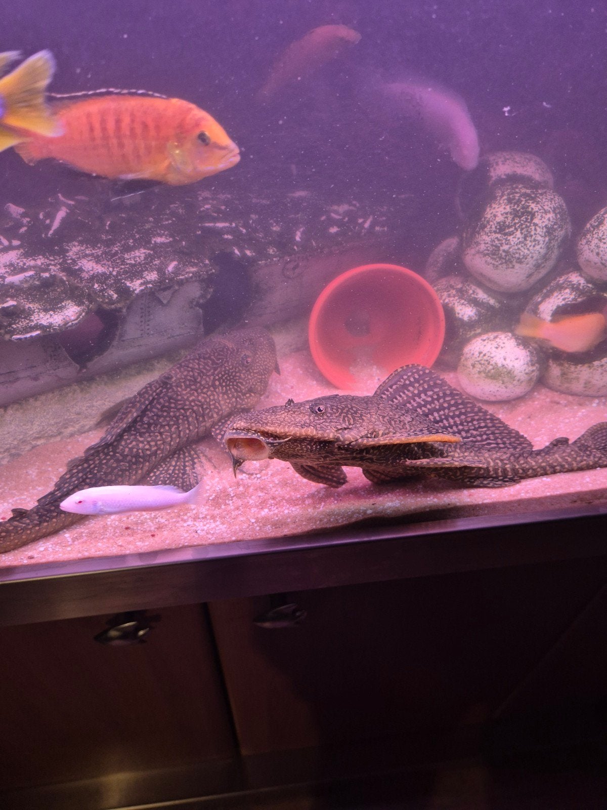 pleco