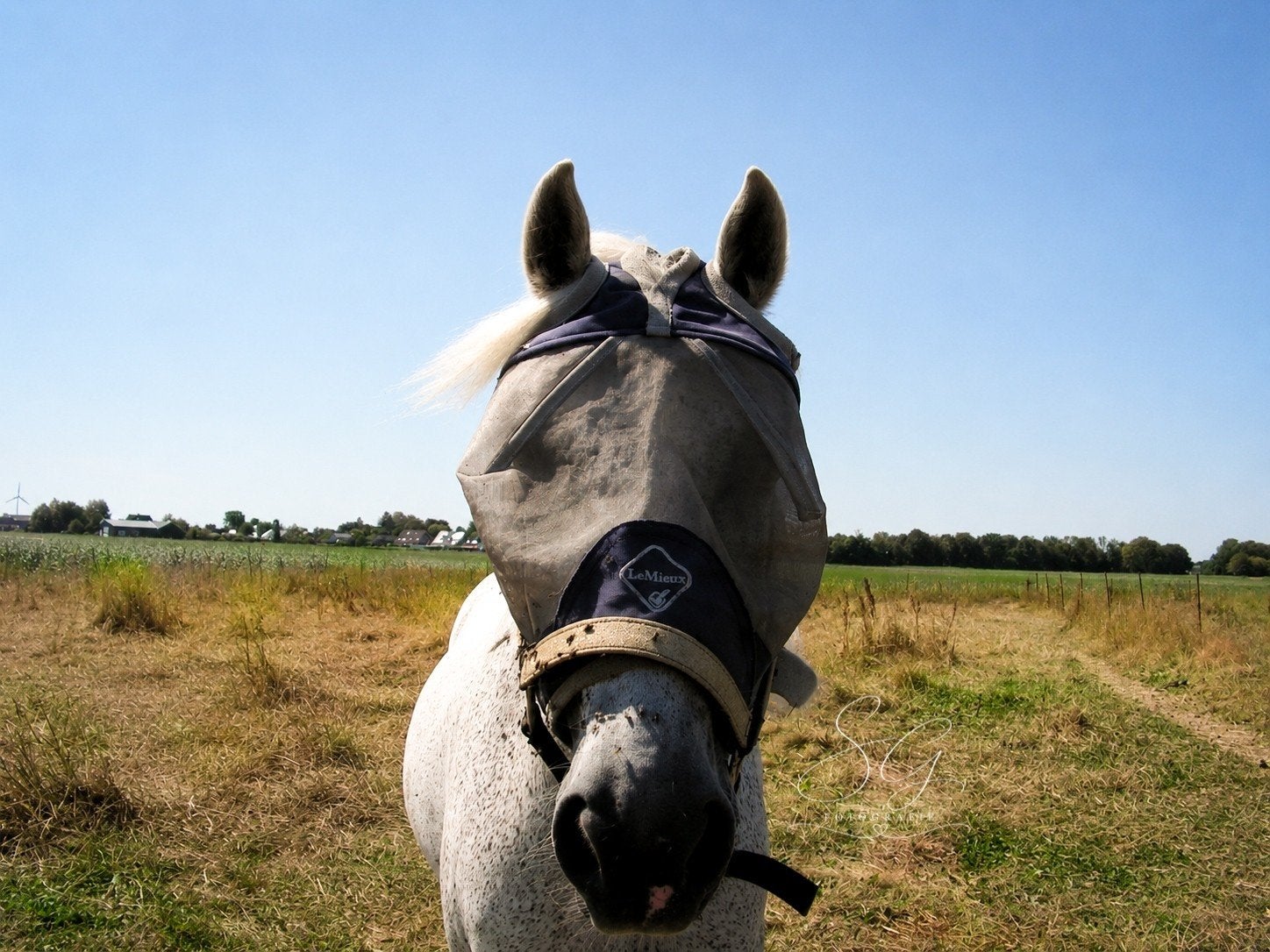hobby horse, Verzenden, Nieuw