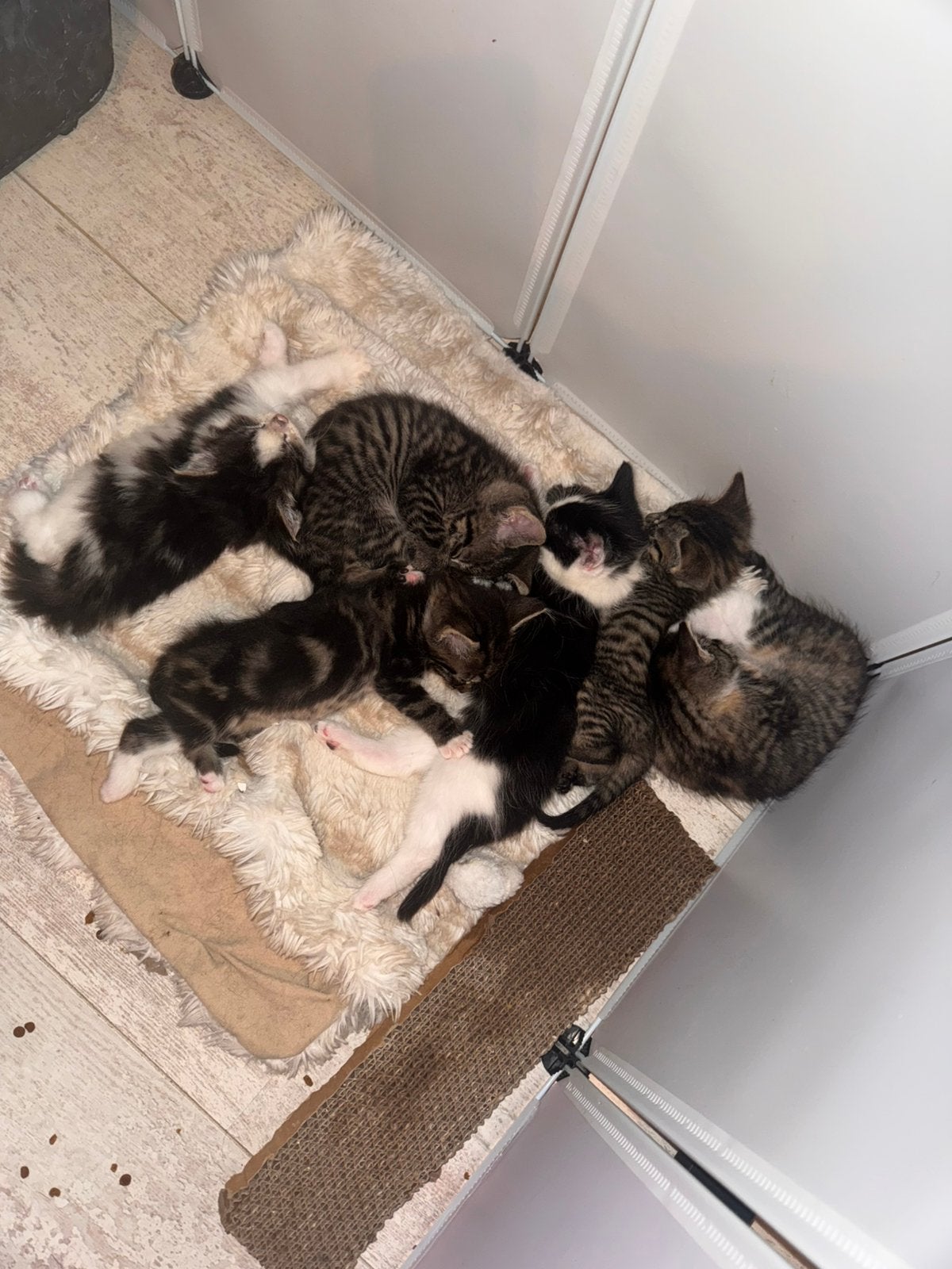 Kittens, Dieren en Toebehoren, Kater, Kortharig, 0 tot 2 jaar