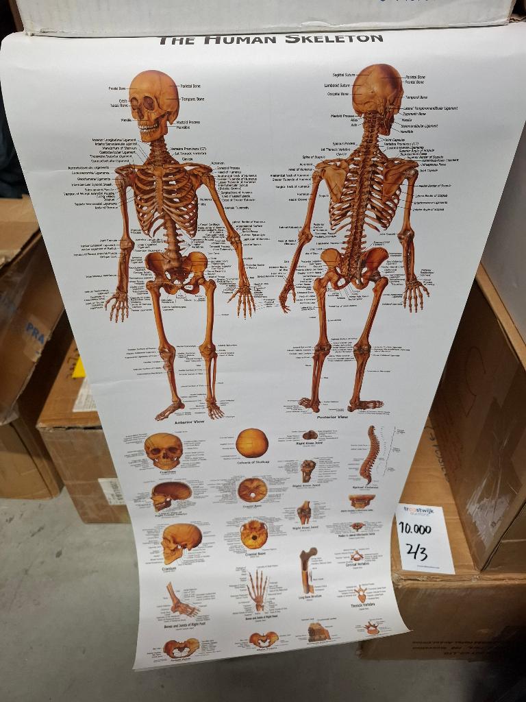 poster skelet, vaatstelsel, inwendige organen, zenuwstelsel, Ophalen, Rechthoekig Staand, Deurposter of groter, Zo goed als nieuw
