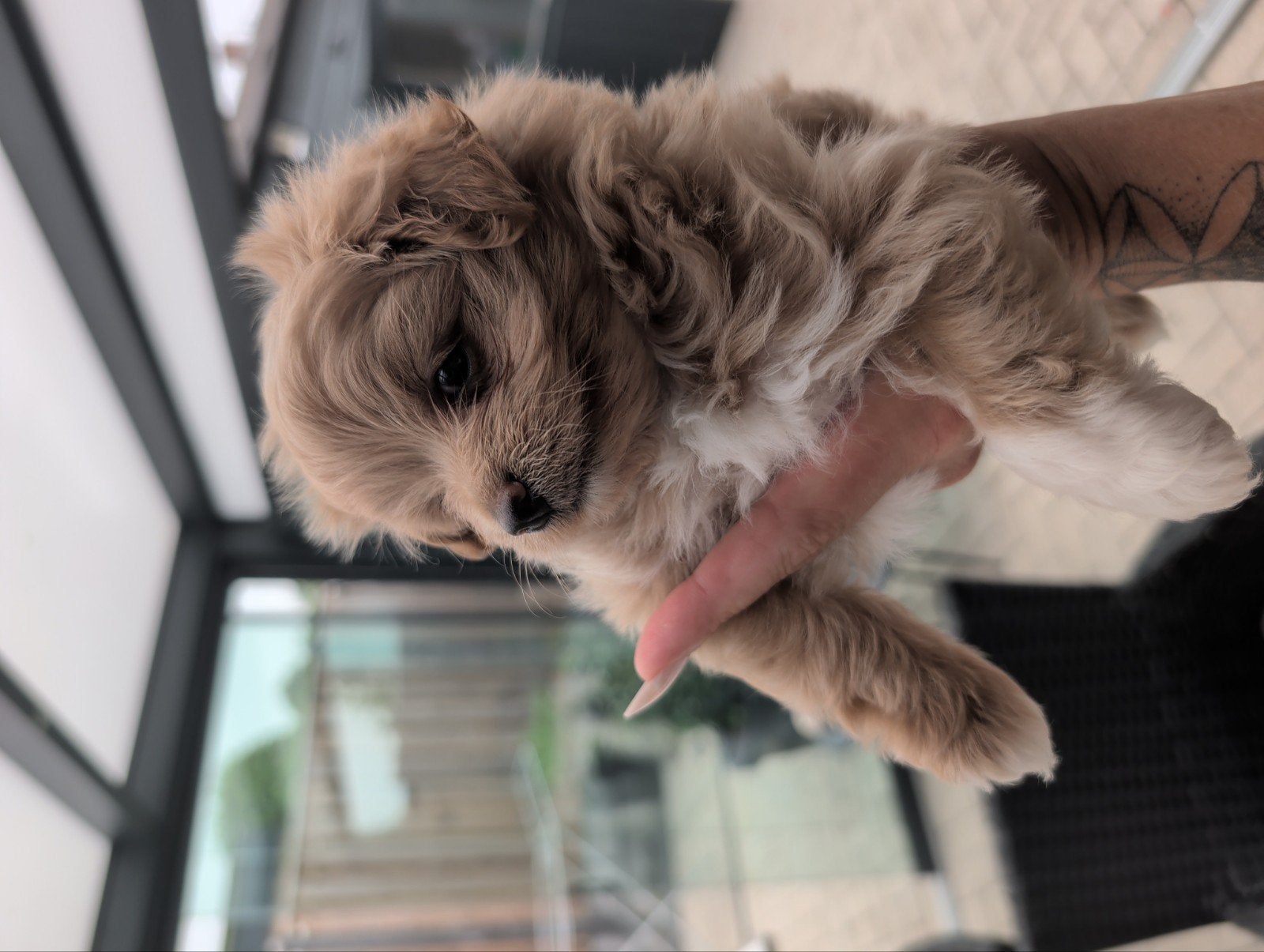 pomapoo pups mama pomeriaan merle papa toy poedel, Dieren en Toebehoren, Overige rassen, 8 tot 15 weken, Meerdere, Meerdere dieren