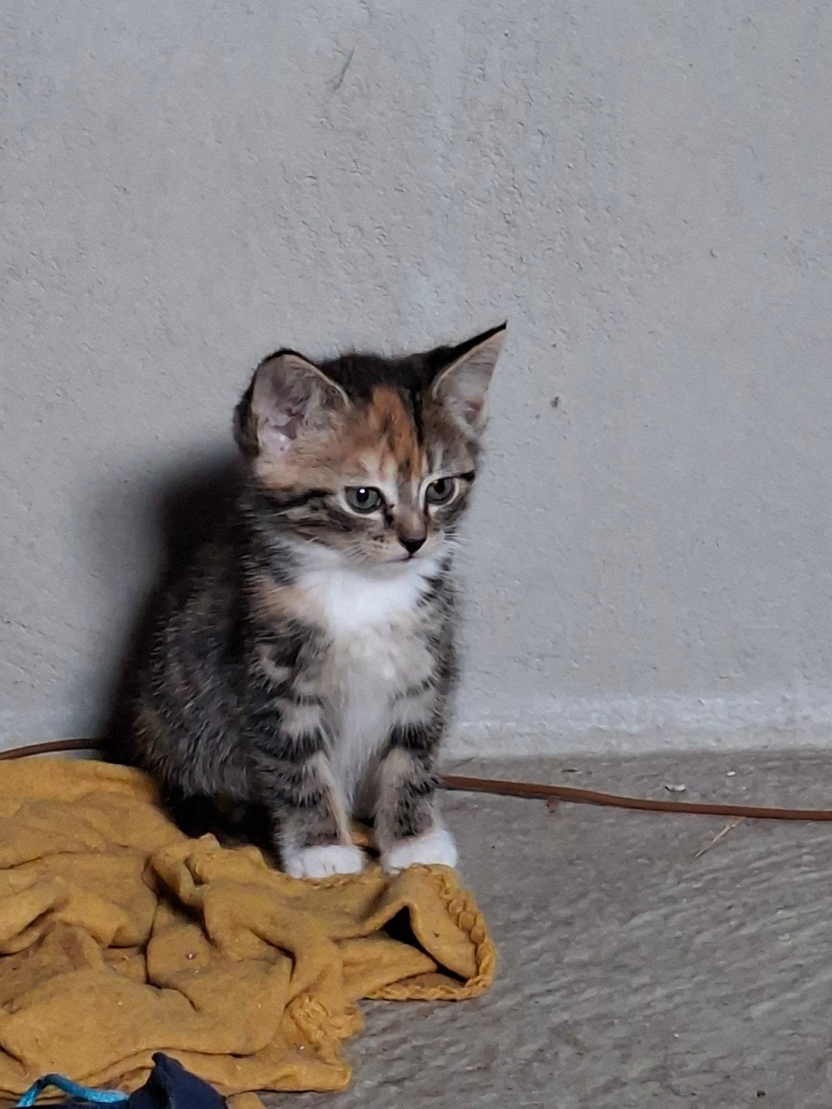 5 lieve, speelse kittens zoeken een baasje, Dieren en Toebehoren, Meerdere dieren