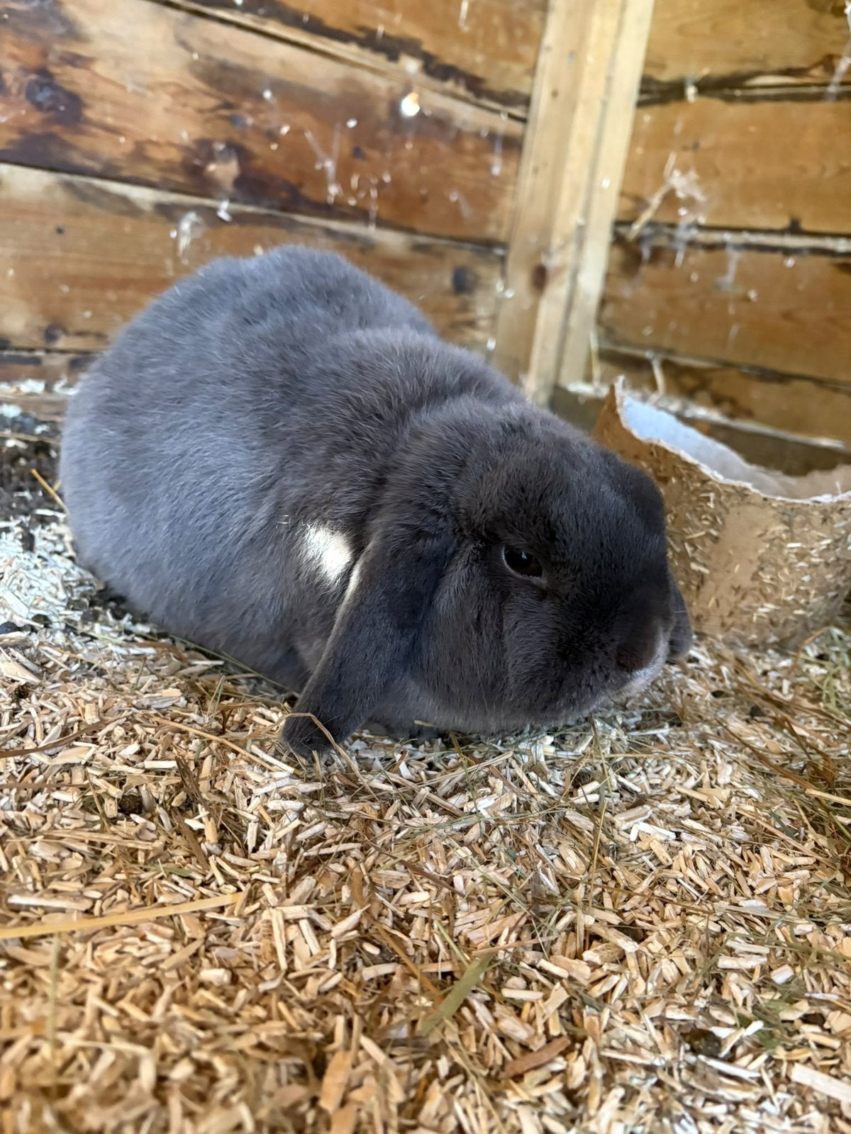 Dwerg hangoor konijn, Dieren en Toebehoren, Mannelijk, Dwerg, Hangoor