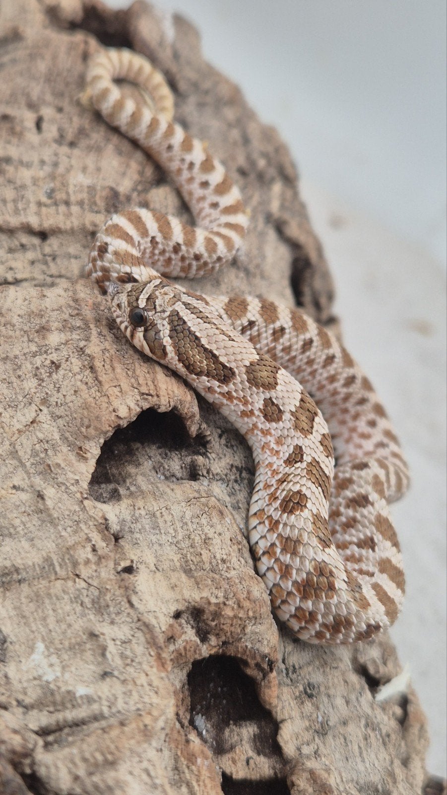 Haakneusslang Hognose Snake photo 4