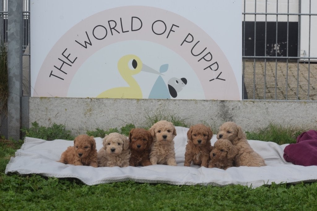 Poedel pups prachtige keuze, Dieren en Toebehoren, Poedel, België, 15 weken tot 1 jaar, Meerdere