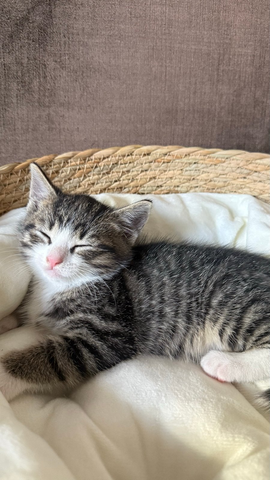 Lieve kitten, Poes, Kortharig, 0 tot 2 jaar