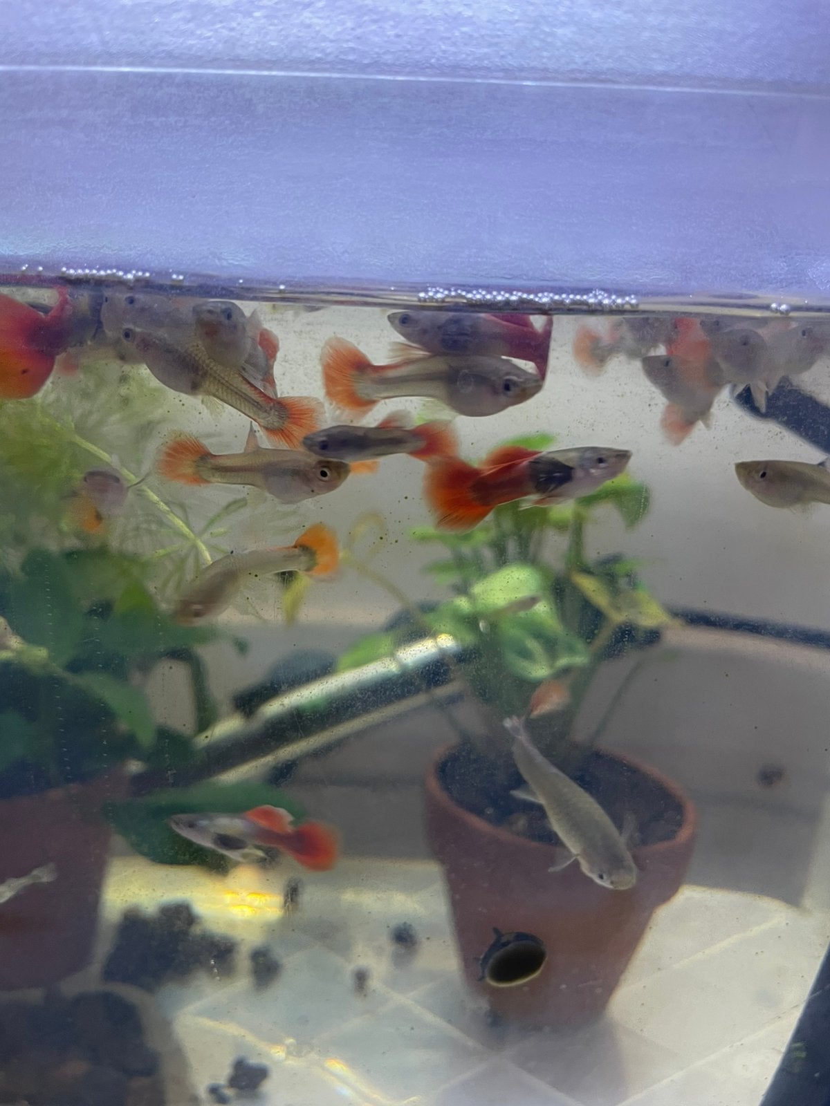 Dumbo red tail big ear guppies, Vis